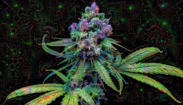 Rainbow Colorful Cannabis: How To Grow It