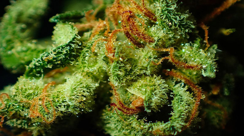 Tips For Growing Colorful Weed