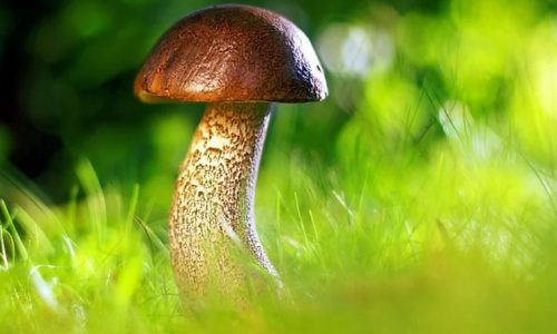 Learn About Chocolate Mushroom And Its Effects