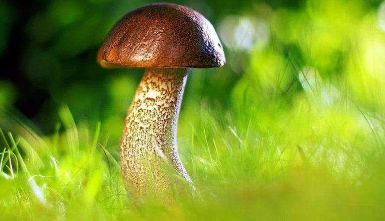 Learn About Chocolate Mushroom And Its Effects
