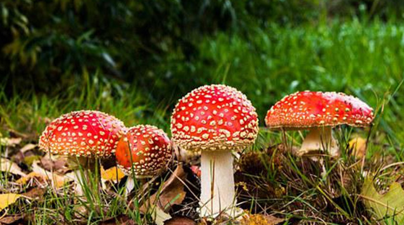 Mushrooms Might Help Cheer You 