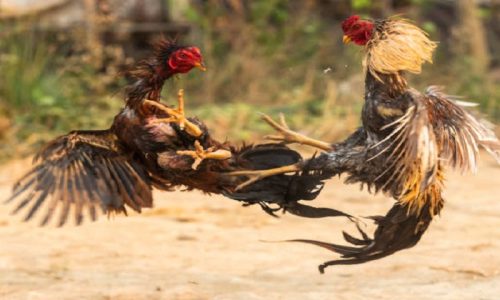 Asian Cock Fighting