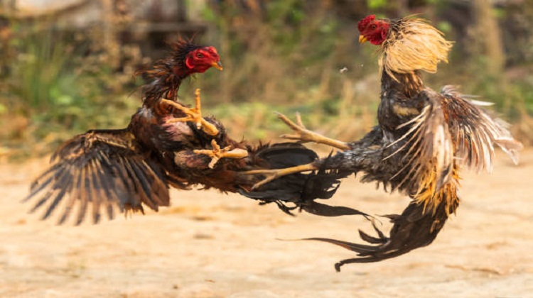 Asian Cock Fighting